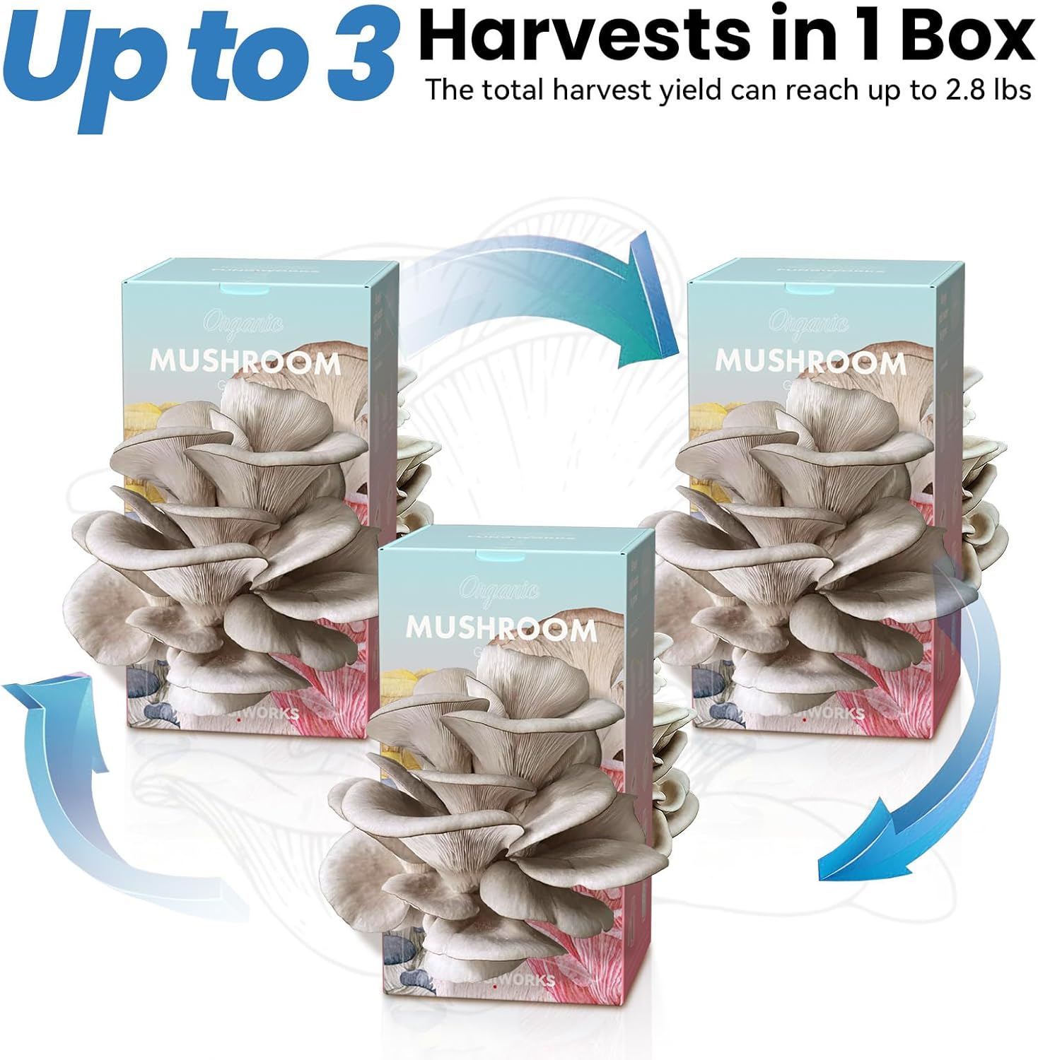 π Organic Blue Oyster Mushroom Grow Kit (4lbs), Made in USA - Image 5