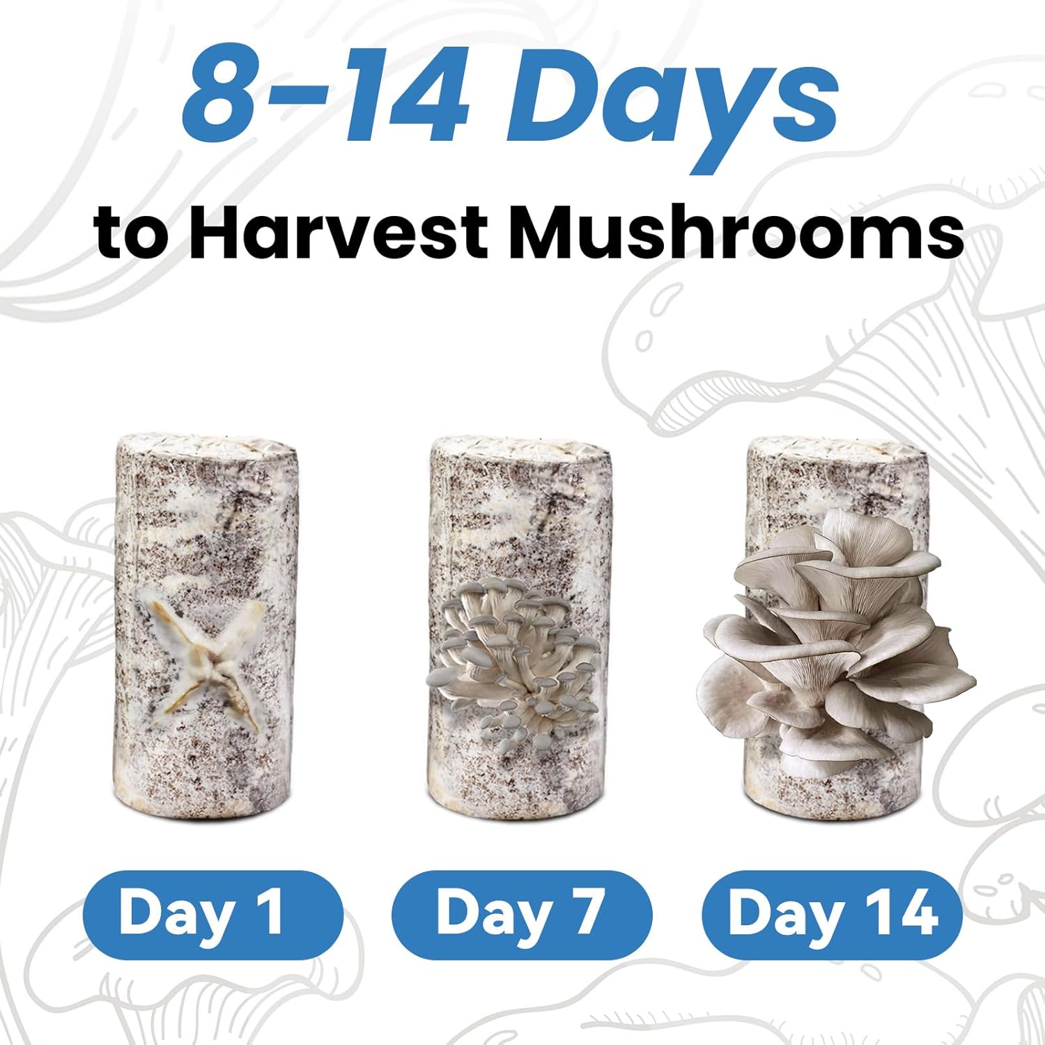 π Organic Blue Oyster Mushroom Grow Kit (4lbs), Made in USA - Image 4